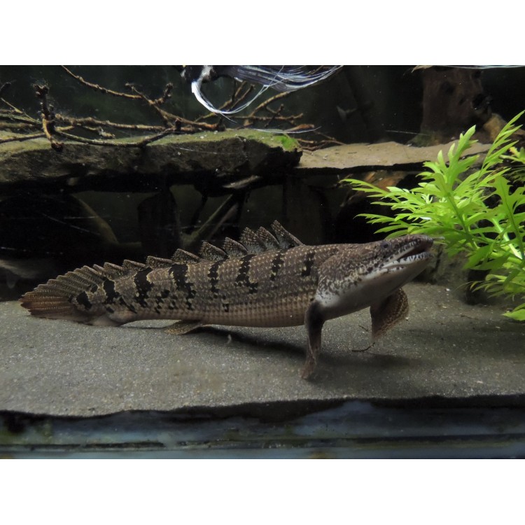 Polypterus delhezi - imagine 3